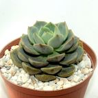 Collecion de drjavier