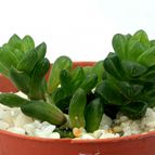 Collecion de drjavier