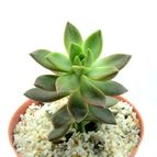 Collecion de drjavier