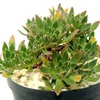 Collecion de drjavier