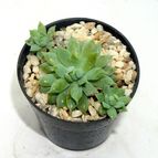 Collecion de drjavier