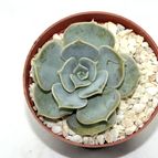 Fotografía tomada por drjavier