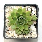 Collecion de drjavier