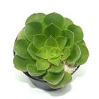 Collecion de drjavier