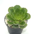 Collecion de drjavier