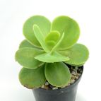 Collecion de drjavier