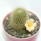 Collecion de drjavier