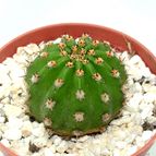 Collecion de drjavier