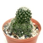 Collecion de drjavier
