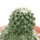 Collecion de drjavier