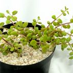 Collecion de drjavier