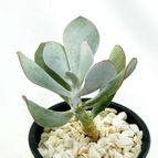 Collecion de drjavier