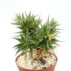 Collecion de drjavier