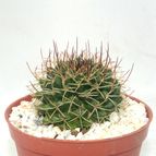 Collecion de drjavier