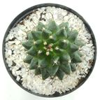 Collecion de drjavier
