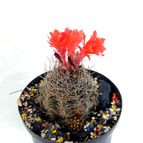 Collecion de drjavier