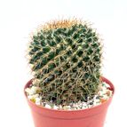 Collecion de drjavier