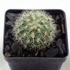 Collecion de drjavier