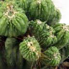 Collecion de drjavier