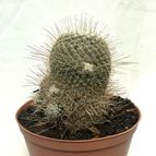 Mammillaria geminispina