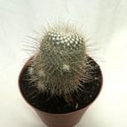 Mammillaria geminispina
