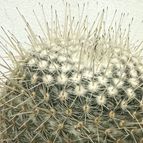 Mammillaria geminispina