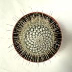 Mammillaria geminispina