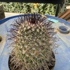 Mammillaria dioica
