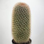 151198