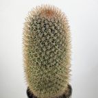 drjavier : 50910