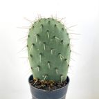 50917