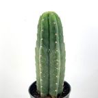 50918