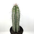 50921