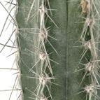 Collecion de drjavier