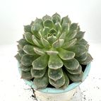 50935