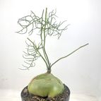 50937
