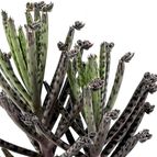 Collecion de drjavier