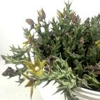 Orbea dummeri
