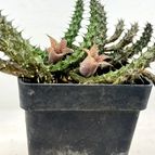 Stapelianthus decaryi