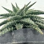 Aloe Pepe (Aloe Discoingsii x Aloe Haworthioides)