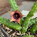 Huernia schneideriana