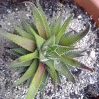 Collecion de eclipse260608