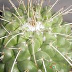 Collecion de el-tio-carlos