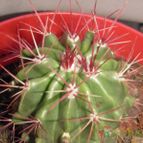 Collecion de el-tio-carlos
