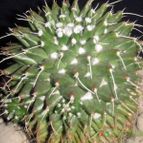 Collecion de el-tio-carlos