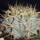 Collecion de el-tio-carlos