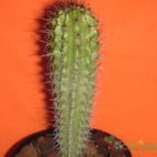 Collecion de el-tio-carlos