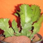 Collecion de el-tio-carlos