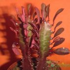 Collecion de el-tio-carlos