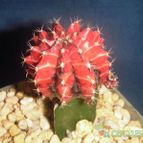 Collecion de el-tio-carlos